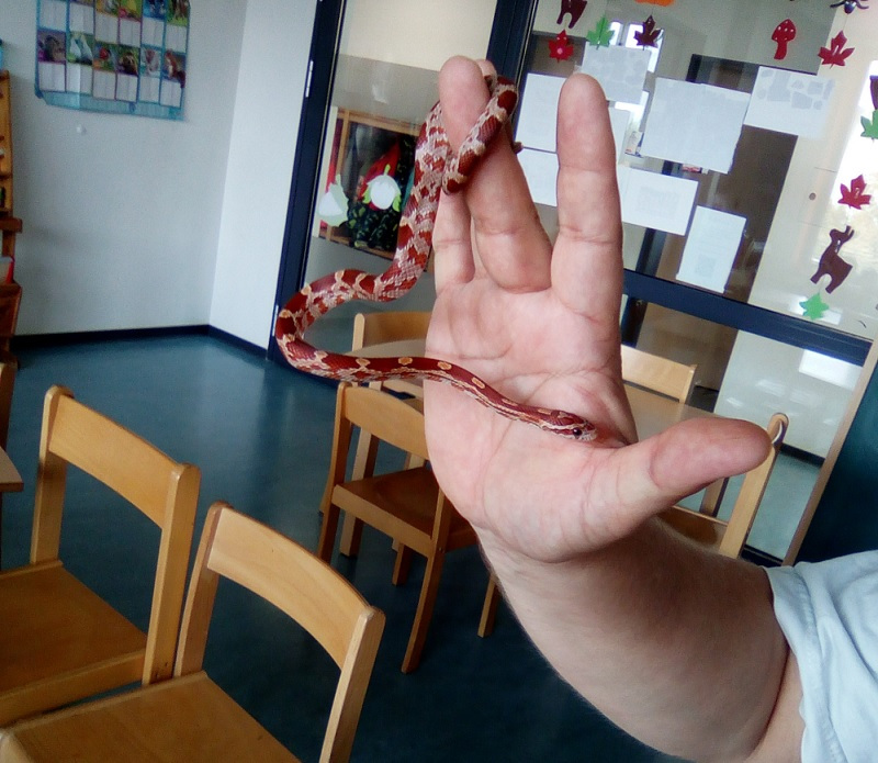 Read more about the article Wir hatten die Reptilien im Haus!