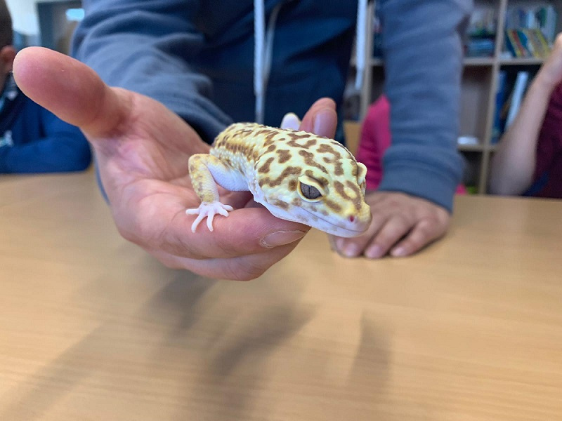 Read more about the article Wir hatten die Echsen im Haus!